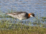 Red-necked phalarope. Adult female in breeding plumage. Svalbard, Norway, June 2019. Image © John Fennell by John Fennell.