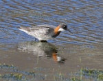 Red-necked phalarope. Adult female in breeding plumage. Svalbard, Norway, June 2019. Image © John Fennell by John Fennell.