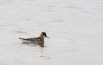 Red-necked phalarope. Adult male starting to lose breeding plumage. Iceland, July 2012. Image © Sonja Ross by Sonja Ross.