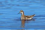 Red-necked phalarope. Adult male in breeding plumage. Nome, Alaska, June 2015. Image © Nigel Voaden by Nigel Voaden.