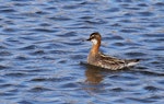 Red-necked phalarope. Adult male in breeding plumage. Svalbard, Norway, June 2019. Image © John Fennell by John Fennell.