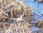 Red-necked phalarope. Male (front) and female in breeding plumage. Yukon-Kuskokwim Delta, Alaska, May 2008. Image © Keith Woodley by Keith Woodley.