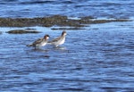 Red-necked phalarope. Female (left) and male in breeding plumage. Yukon-Kuskokwim Delta, Alaska, May 2008. Image © Keith Woodley by Keith Woodley.