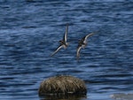 Red-necked phalarope. Two birds in breeding plumage in flight. Yukon-Kuskokwim Delta, Alaska, June 2008. Image © Keith Woodley by Keith Woodley.