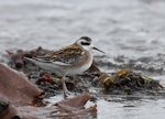 Red-necked phalarope. Juvenile. Pillar Point Harbor, September 2012. Image © Jason Crotty by Jason Crotty.