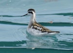 Red-necked phalarope. Juvenile. Hubbard Glacier, Alaska, August 2015. Image © Tony Crocker by Tony Crocker.