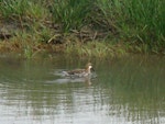 Red-necked phalarope. Adult male in breeding plumage. Kenai Peninsula, Alaska, June 2013. Image © Bruce McKinlay by Bruce McKinlay.