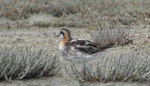 Red-necked phalarope. Male in breeding plumage. Lake Grassmere, November 2007. Image © Will Parsons by Will Parsons.