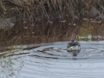 Red-necked phalarope. Adult female pirouetting. Opukha Lagoon, Chukotka, Eastern Siberia, July 2014. Image © Heather Smithers by Heather Smithers.