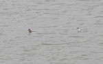 Red-necked phalarope. Pair of adult birds, female in breeding colours. Lake Grassmere, Marlborough, December 2006. Image © Dianne John by Dianne John.