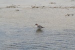 Red-necked phalarope. Adult changing into non-breeding plumage. Lake Grassmere, December 2006. Image © Dianne John by Dianne John.