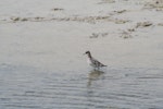 Red-necked phalarope. Adult changing into non-breeding plumage. Lake Grassmere, December 2006. Image © Dianne John by Dianne John.