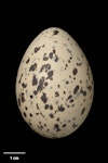 Chatham Island oystercatcher | Tōrea tai. Egg 54.6 x 38.4 mm (NMNZ OR.023338, collected by Don Merton). Mangere Island, January 1984. Image © Te Papa by Jean-Claude Stahl.