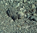 Chatham Island oystercatcher | Tōrea tai. Chick and egg in nest. Rangatira Island, Chatham Islands, November 1977. Image © Department of Conservation (image ref: 10044634) by Alan Wright, Department of Conservation.