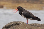 Chatham Island oystercatcher | Tōrea tai. Adult calling. Rangatira Island, Chatham Islands, February 2011. Image © Art Polkanov by Art Polkanov.