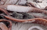 Chatham Island oystercatcher | Tōrea tai. Two chicks hiding in bull kelp. North coast, Chatham Island, November 2003. Image © Colin Miskelly by Colin Miskelly.