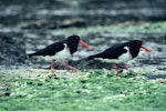 Chatham Island oystercatcher | Tōrea tai. Adults. Mangere Island, Chatham Islands, October 1987. Image © Alan Tennyson by Alan Tennyson.