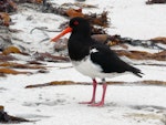 Chatham Island oystercatcher | Tōrea tai. Adult. Waitangi West, Chatham Islands, January 2011. Image © Alan Tennyson by Alan Tennyson.