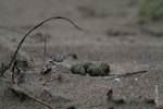 Pied stilt | Poaka. Nest with four eggs. Taupo Bay, Northland, December 2011. Image © Jenny Atkins by Jenny Atkins.