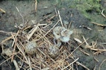 Pied stilt | Poaka. Nest with two eggs and a hatchling. Waikanae River estuary, January 1983. Image © Alan Tennyson by Alan Tennyson.