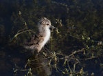 Pied stilt | Poaka. Young chick. Melbourne, Victoria, Australia, December 2009. Image © Sonja Ross by Sonja Ross.