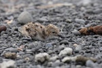 Pied stilt | Poaka. Chick camouflaged against stones. Westshore Lagoon, Napier, January 2015. Image © Adam Clarke by Adam Clarke.