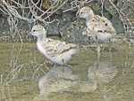 Pied stilt | Poaka. Chicks. Westshore Wildlife Reserve, Napier, February 2015. Image © Dick Porter by Dick Porter.