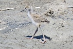 Pied stilt | Poaka. Chick. Westshore Wildlife Reserve, Napier, February 2015. Image © Dick Porter by Dick Porter.