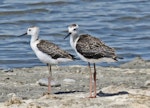 Pied stilt | Poaka. Juveniles. Westshore Wildlife Reserve, Napier, March 2015. Image © Dick Porter by Dick Porter.