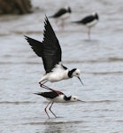 Pied stilt | Poaka. Adults copulating. Wanganui, December 2007. Image © Ormond Torr by Ormond Torr.