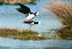 Pied stilt | Poaka. Pair mating. Pauatahanui Inlet, June 1999. Image © Alex Scott by Alex Scott.