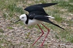 Pied stilt | Poaka. Adult protecting nest. Nelson sewage ponds, April 2009. Image © Rebecca Bowater by Rebecca Bowater FPSNZ.