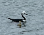 Pied stilt | Poaka. Adult and young chick swimming. Mangere sewage ponds, December 2012. Image © Joke Baars by Joke Baars.