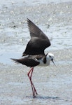 Pied stilt | Poaka. Adult using fake broken wing to lead away from nest. Mangere sewage ponds, January 2015. Image © Oscar Thomas by Oscar Thomas.