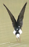 Pied stilt | Poaka. Adult stretching wings. Barwick Place stormwater pond, November 2009. Image © Heather Whear by Heather Whear.