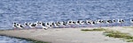 Pied stilt | Poaka. Roosting at high tide. Katikati, July 2012. Image © Raewyn Adams by Raewyn Adams.