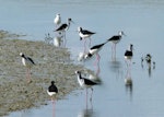 Pied stilt | Poaka. Adults and immatures foraging. Miranda, August 2012. Image © Joke Baars by Joke Baars.