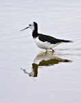 Pied stilt | Poaka. Adult wading. Pakiri Beach, April 2012. Image © Raewyn Adams by Raewyn Adams.