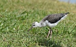 Pied stilt | Poaka. Fledgling feeding on a worm. Potts Road near Whitford, November 2016. Image © Marie-Louise Myburgh by Marie-Louise Myburgh.