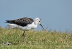 Pied stilt | Poaka. Juvenile. Whitford estuary, November 2016. Image © Marie-Louise Myburgh by Marie-Louise Myburgh.