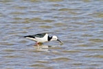 Pied stilt | Poaka. Catching crabs. Little Waihi, June 2012. Image © Raewyn Adams by Raewyn Adams.