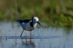 Pied stilt | Poaka. Adult holding tadpole. Auckland, October 2014. Image © Bartek Wypych by Bartek Wypych.