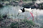 Pied stilt | Poaka. Adult at nest with eggs. November 1974. Image © Department of Conservation by Barry Harcourt.