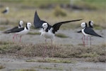 Pied stilt | Poaka. Adult showing distraction display. Christchurch, October 2012. Image © Steve Attwood by Steve Attwood.