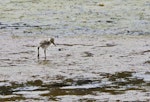 Pied stilt | Poaka. Chick camouflaged on estuary mud. Otago Peninsula, December 2010. Image © Raewyn Adams by Raewyn Adams.