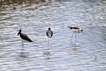 Pied stilt | Poaka. Juvenile on right feeding while adults rest. Tauranga, February 2011. Image © Raewyn Adams by Raewyn Adams.