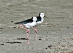 Pied stilt | Poaka. Two adults each resting on one leg. Opotiki, April 2006. Image © Raewyn Adams by Raewyn Adams.