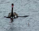 Pied stilt | Poaka. Chick swimming with protective adult and nearby black swan. Mangere sewage ponds, December 2012. Image © Joke Baars by Joke Baars.