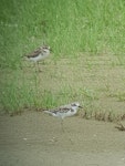 Greater sand plover. Adult non-breeder in front of a juvenile banded dotterel. Big Sand Island, February 2018. Image © Russell Cannings by Russell Cannings.