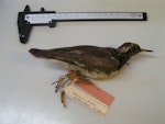 Shore plover | Tuturuatu. Only Auckland Island record, Tring Museum specimen NHM 1842.12.16.78. Auckland Islands. Image © Alan Tennyson & the Natural History Museum by Alan Tennyson.